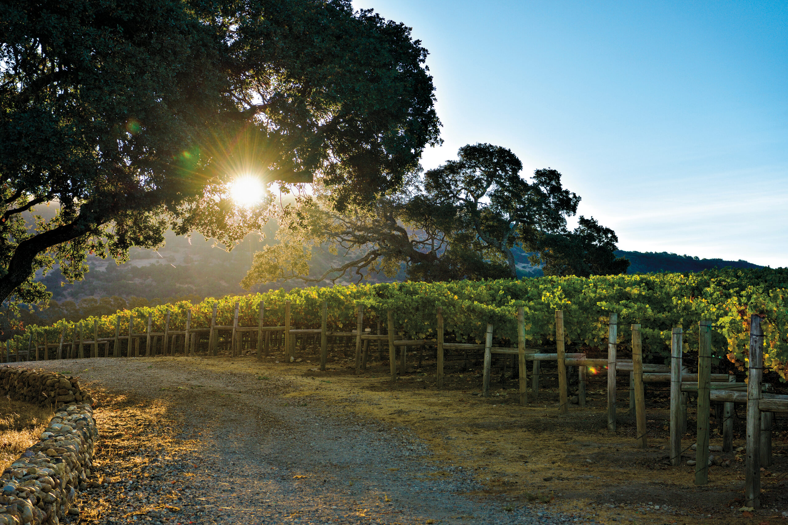 Color image of ZIATA vineyards on Coombsville on a sunny day.