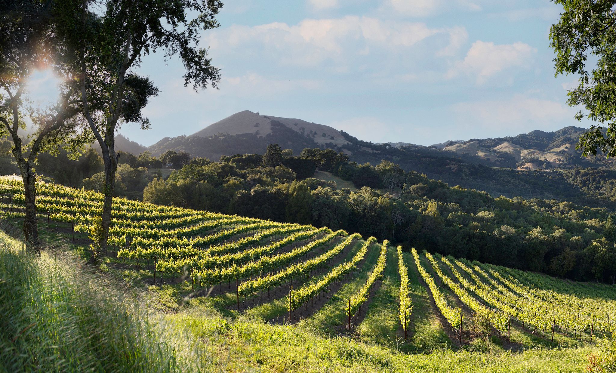Vineyards and mountains on a sunny day