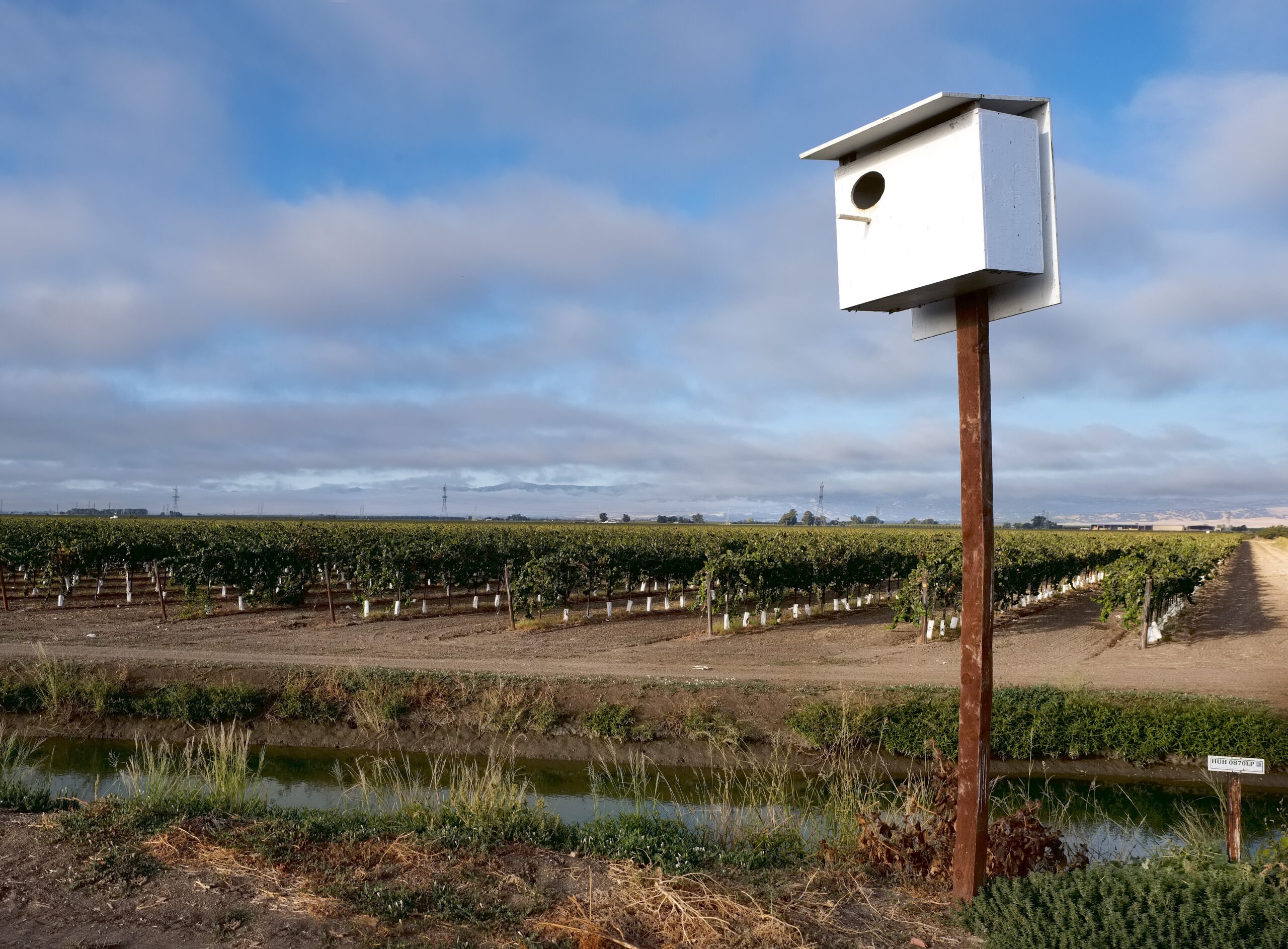 Color photo of a cloudy day with a birdhouse in the foreground and a vineyard in the background.