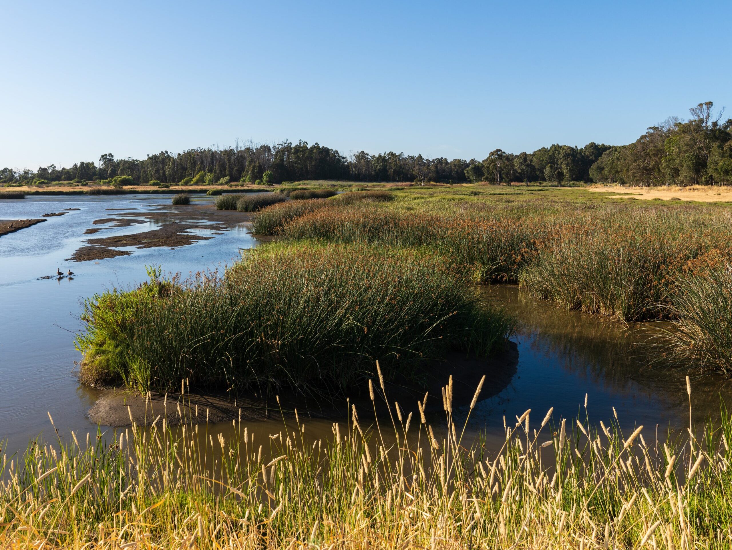 Color photo of sunny Wetlands Edge Park in Napa Valley, CA.