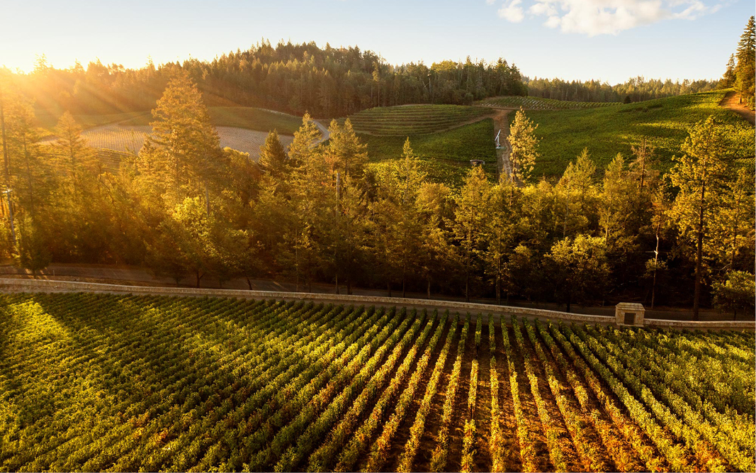 Aerial image with vineyards in the foreground and trees in the background during sunset.