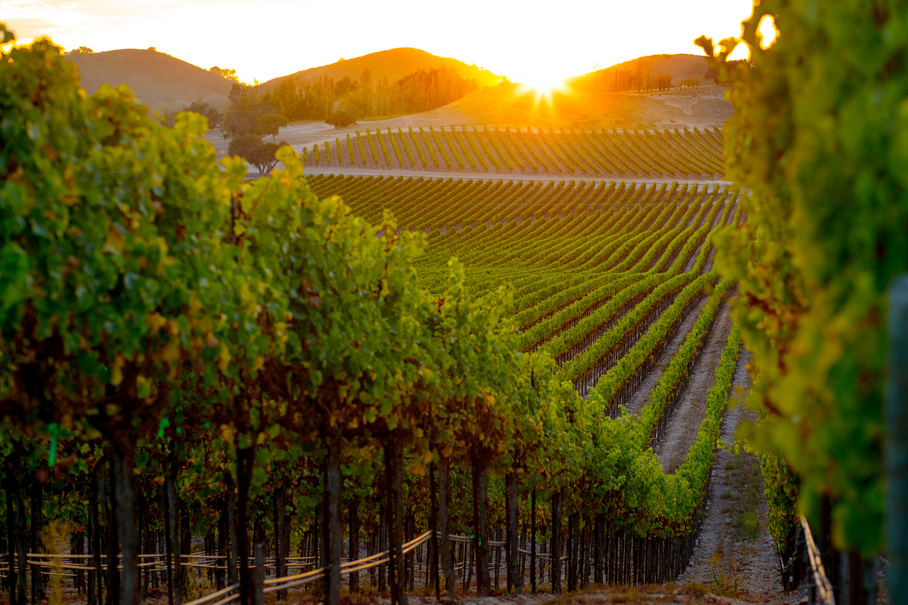 Color photo of rows of vineyards at sunset